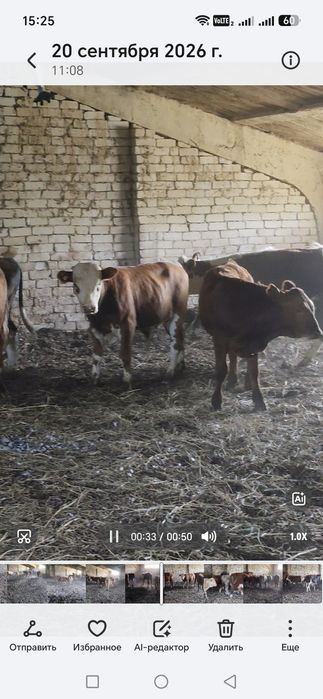 Продам Бычки подсосы