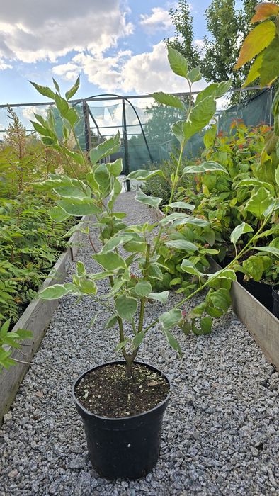 Растения кустарник