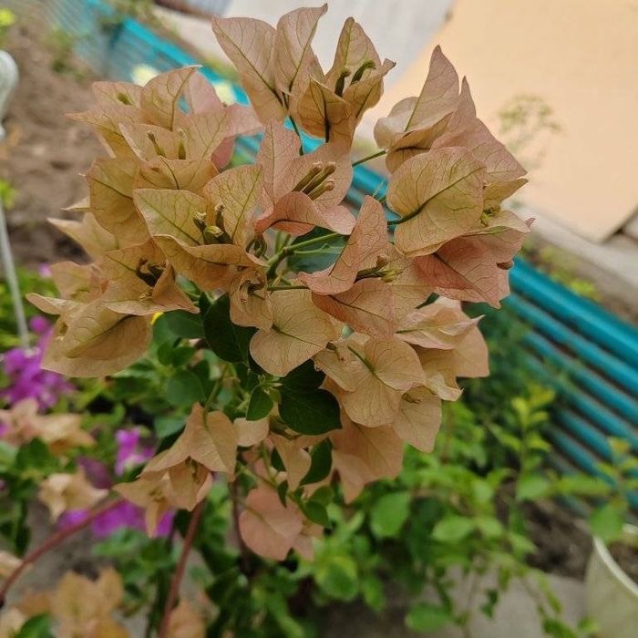 Бугинвилии. Продам