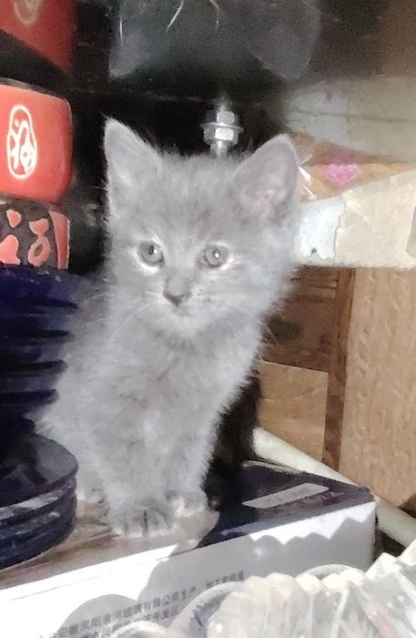 Отдам котят в добрые руки