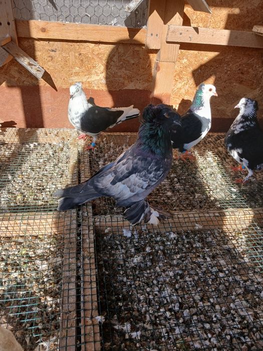 Porumbei tobosari germani