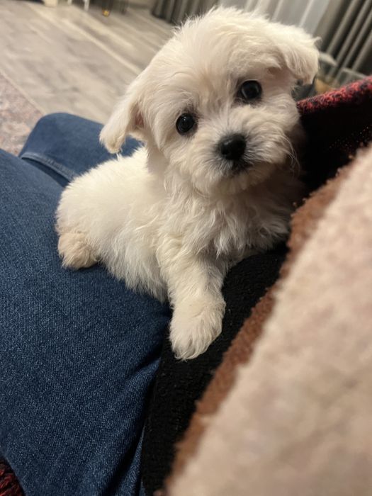 Baietel mini toy isi cauta casuta