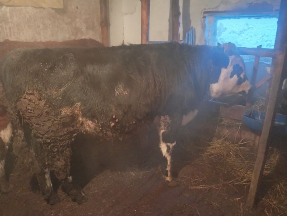 Продам три быка с откорма упитанныйе