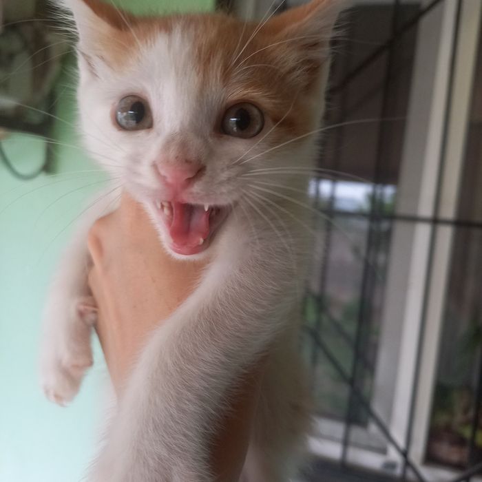 Котёнок девочка 2 месяцев