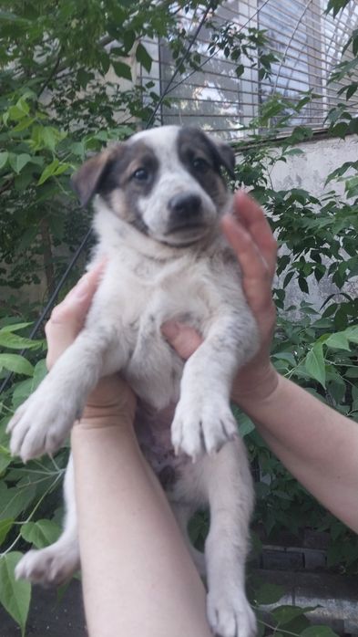 Щенкам нужен добрый дом