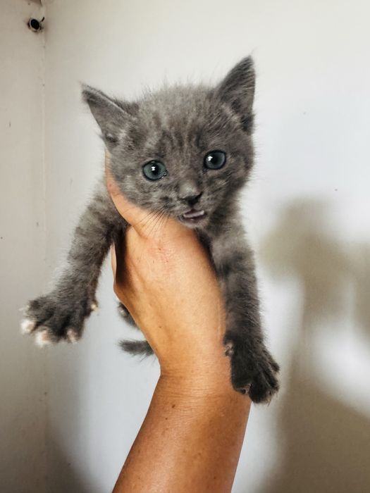Милые котята приучены к лотку