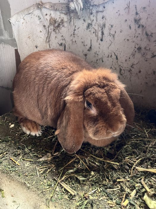 De vanzare 2 Iepuri Berbec German portocaliu ( tatuati).