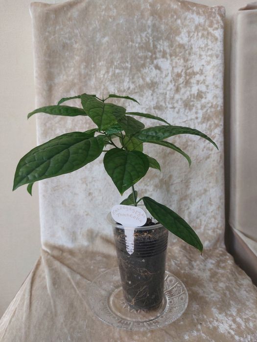 Цветок Клеродендрум