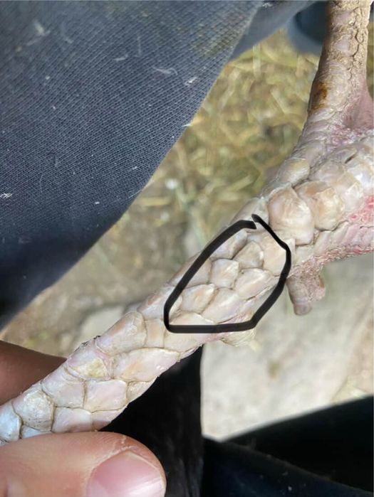 Шөже Қораз сатамын