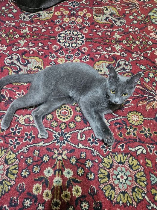 Кошку в хорошие руки