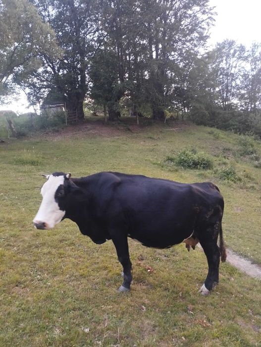 Vaci gestante de vânzare