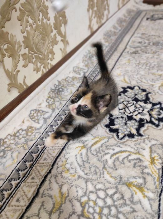 Раздаем котят даром в хорошие руки