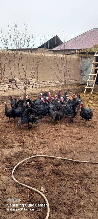 Сотилади ,соглам индуклар бар,