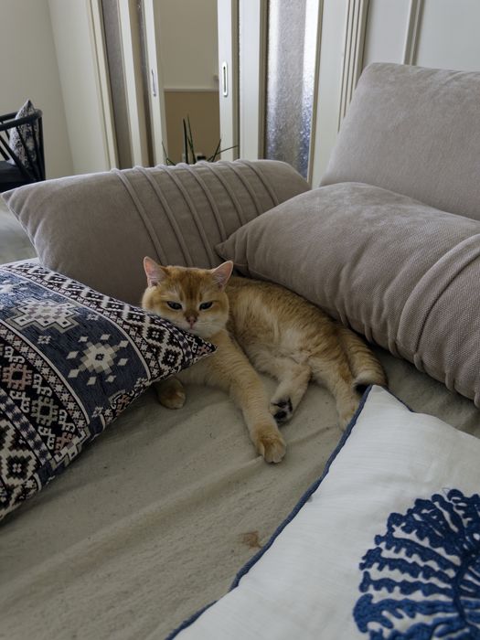 Продам Кота, британская шиншила