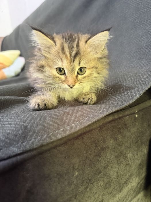 Котята Mushukcha sotiladi ko’rim yidi parodali