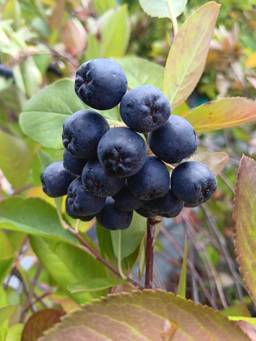 Арония фиданки , разсад