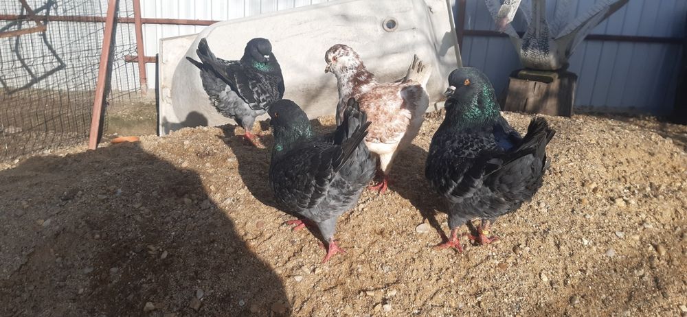 De vanzare  kingi oferta