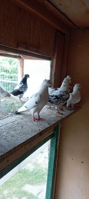 Porumbei jucători gălățeni și amara