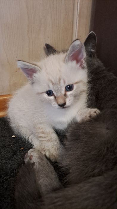 Котенок кошка 1,5 месяца