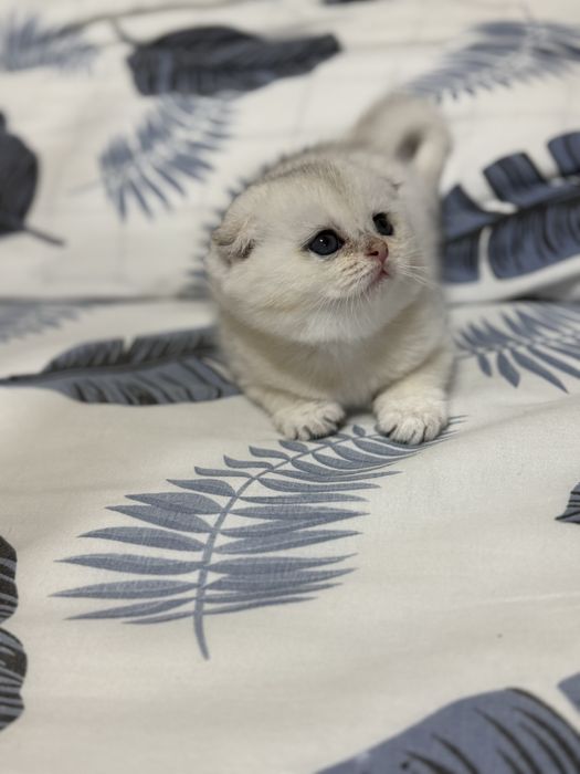 Продаётся котёнок серебрянная шиншилла!