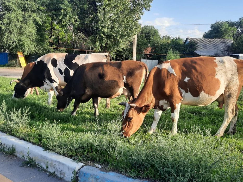 Срочно продам корова