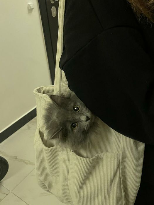 Отдам кошку бесплатно