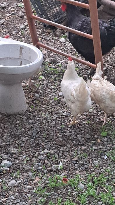 Легорн тауығы сатылады