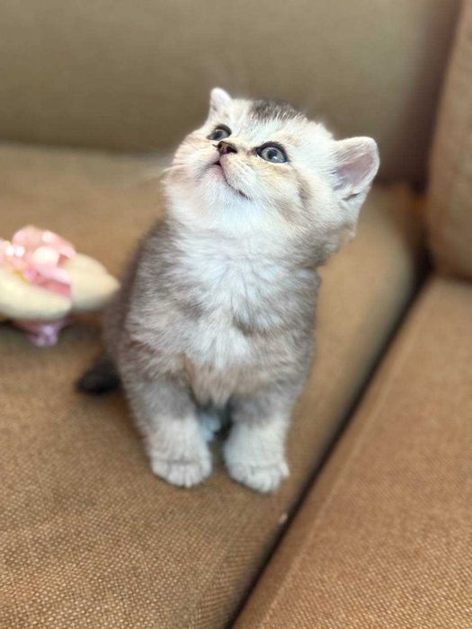Shinshilla mushukchalar продаётся породистые котята