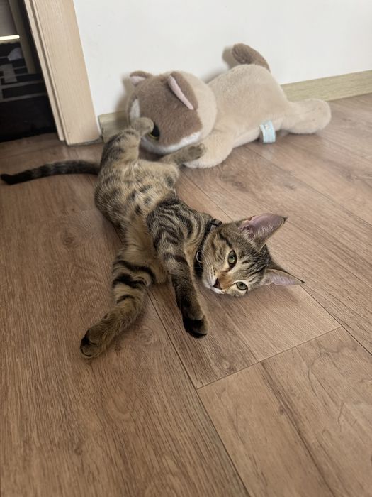 Котенок 5 месяцев