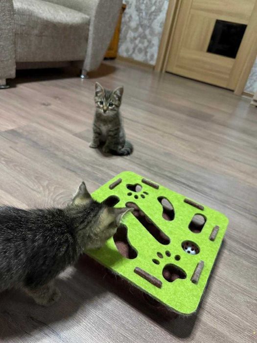 Отдам котят в добрые руки.