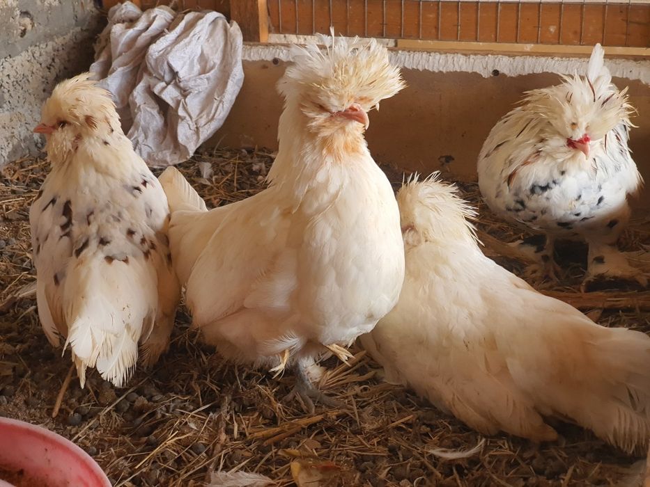 Qora tovuq tuxumlari