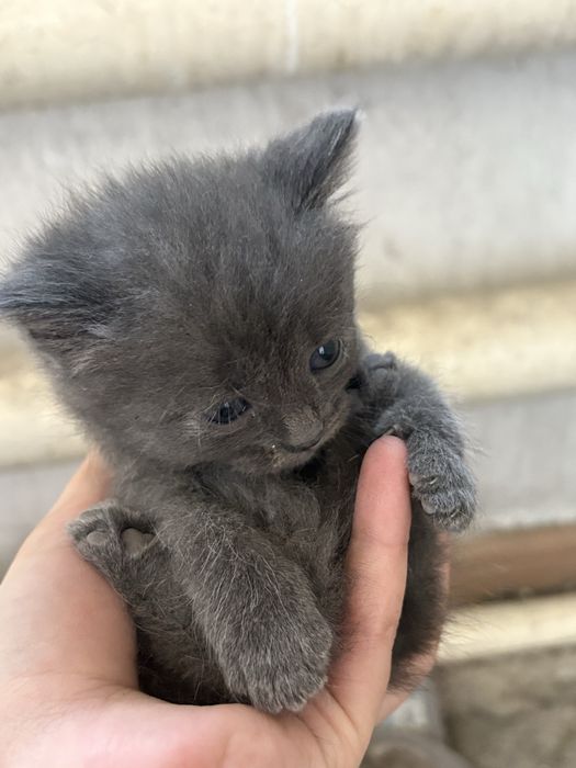 Отдам котят в добрые руки.