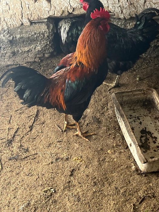 Петух кораз маладой