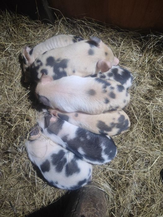 Продам поросят 1 мес