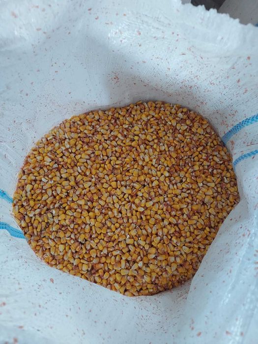 porumb boabe    si grau panificatie