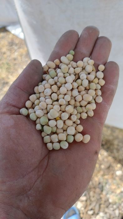 Mazare de  toamna selectata, se poate semana ,soiul frozen