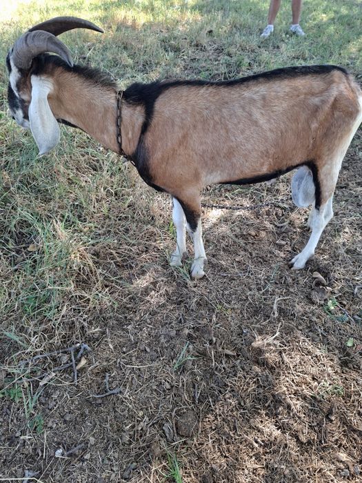 Capra mascul (țap) alpin francez