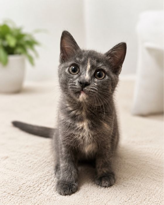 Котенок девочка 1,5-2 месяца