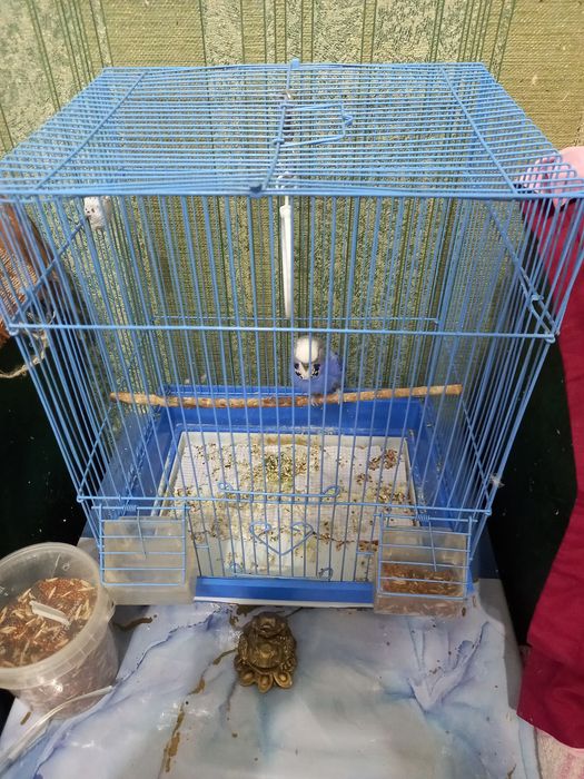 Продам попугая в месте с клеткой