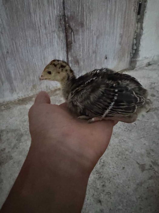 Kurka bronza rang jojalari