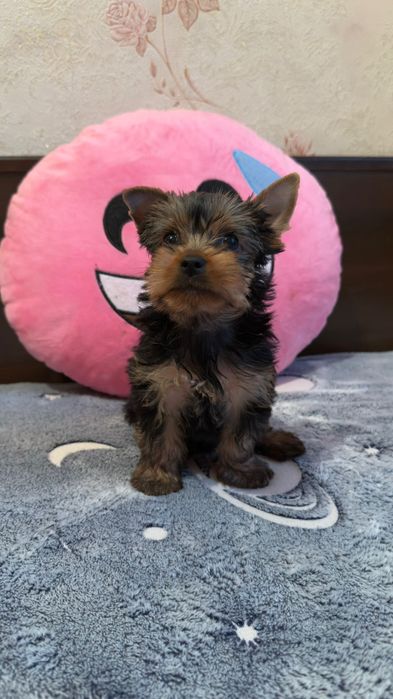 Йоркширский терьер