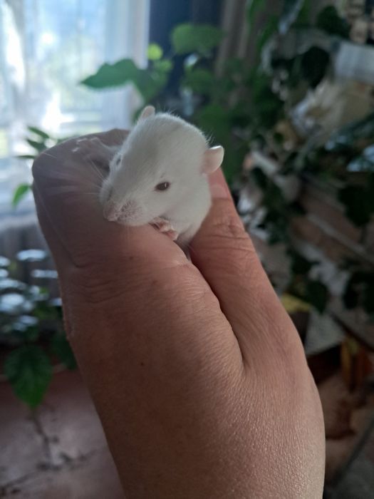 Малыши декоративной крысы