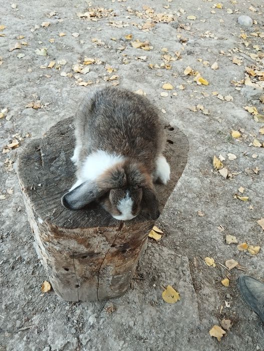Сотилади куенлар минилоп сплит