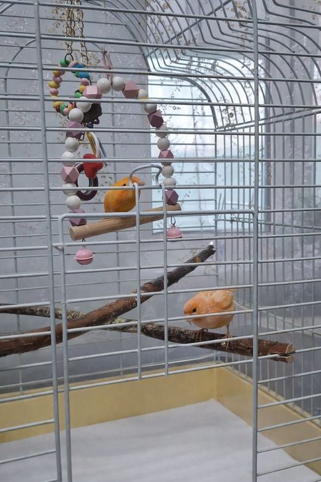 Поющие конарейки семья