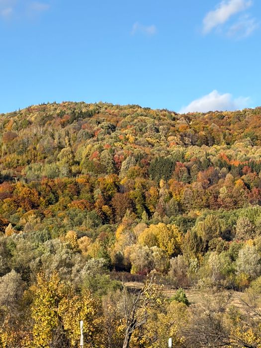 Teren de vis Horezu 10 000m