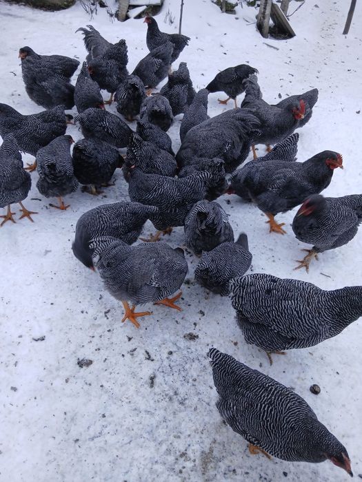 Oua-Cocosi și puicuțe Plymouth