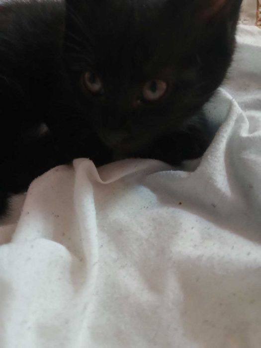 очень   очень милых и добрых котят отдаём добрые руки на всегда