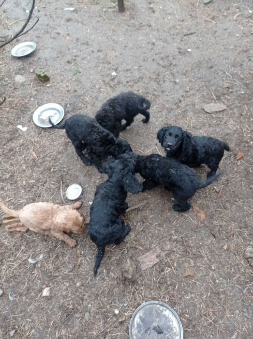 Продавам чистокръвни кокер шпаньоли на 3 месеца