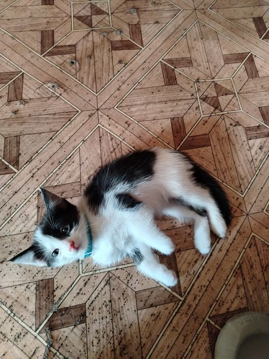Отдам чудесных котят в добрые руки