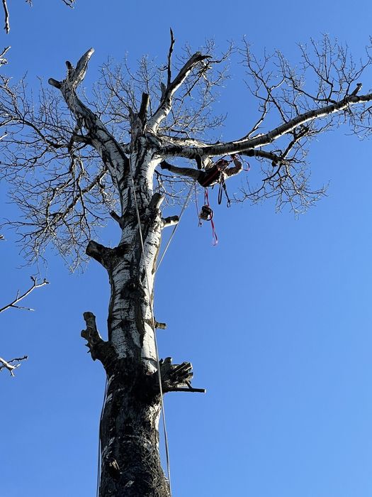 Toaletaje arbori ,livezi si defrisare terenuri impadurite